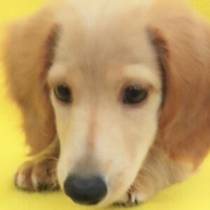 ミニチュア・ダックスフンド(ロングヘアード)