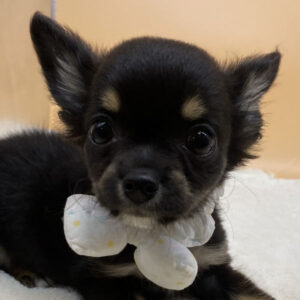 チワワ (ロングコート)