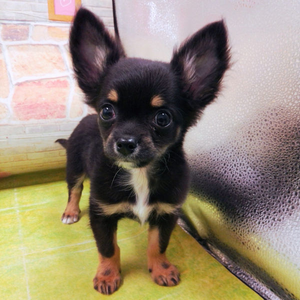 チワワ (ロングコート) - 画像 (2)