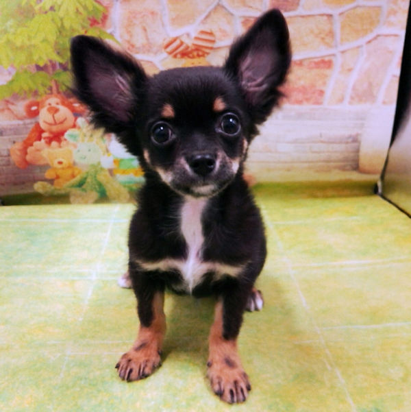 チワワ (ロングコート) - 画像 (2)