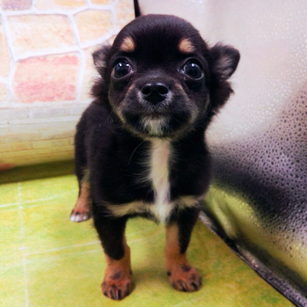 チワワ (ロングコート) - 画像 (3)