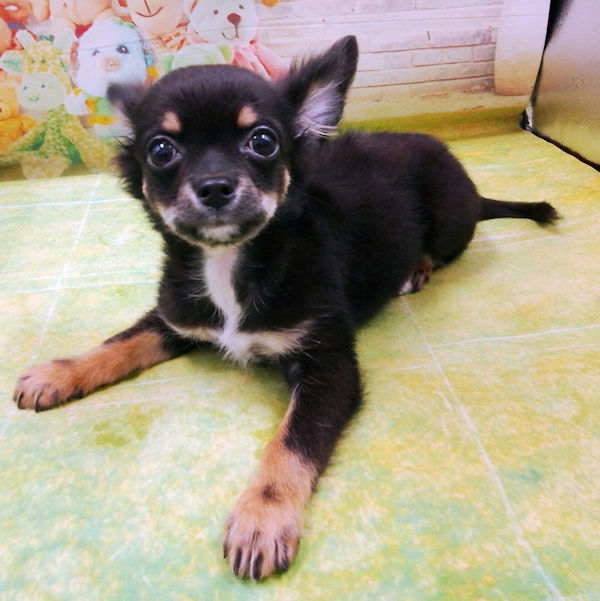 チワワ (ロングコート) - 画像 (3)