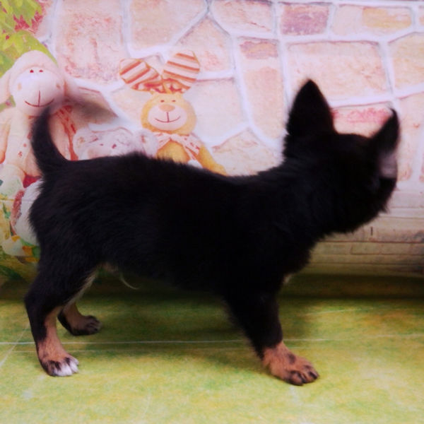 チワワ (ロングコート) - 画像 (4)