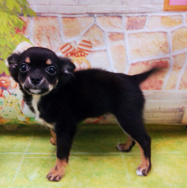 チワワ (ロングコート) - 画像 (4)