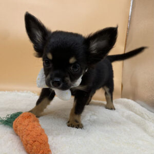 Alternative view of チワワ (ロングコート)