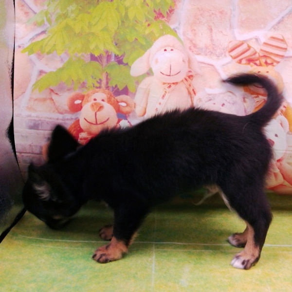 チワワ (ロングコート) - 画像 (5)