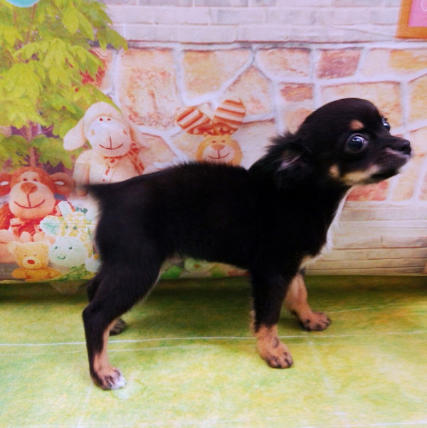 チワワ (ロングコート) - 画像 (5)