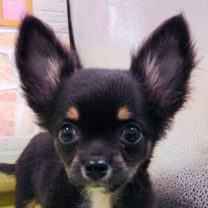 チワワ (ロングコート)