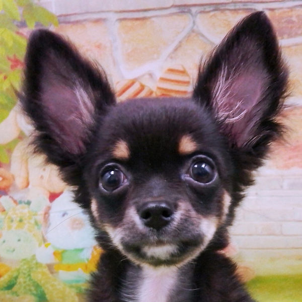 チワワ (ロングコート)