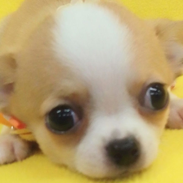 チワワ (スムースコート)