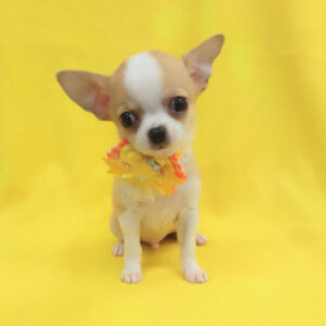 Alternative view of チワワ (スムースコート)