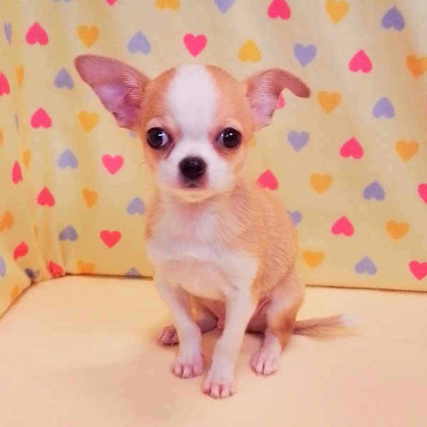 チワワ (スムースコート) - 画像 (5)