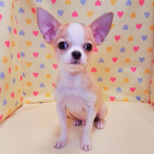 Alternative view of チワワ (スムースコート)