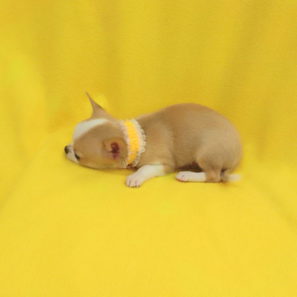 チワワ (スムースコート) - 画像 (3)