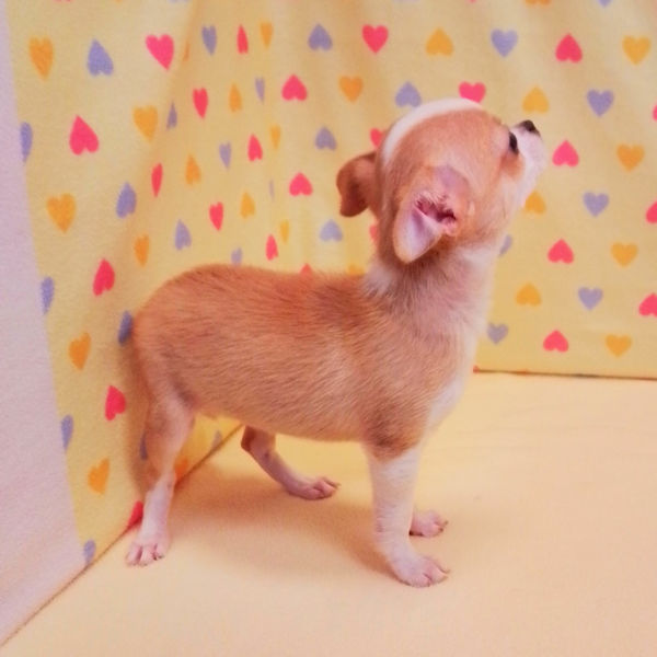 チワワ (スムースコート) - 画像 (4)