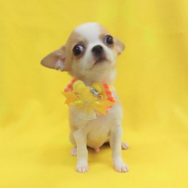 チワワ (スムースコート) - 画像 (5)