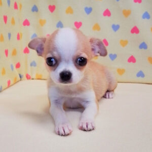 Alternative view of チワワ (スムースコート)