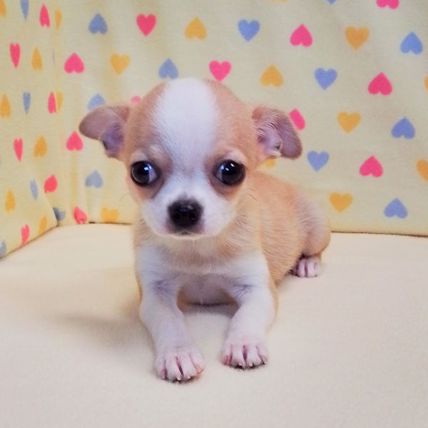 チワワ (スムースコート) - 画像 (2)