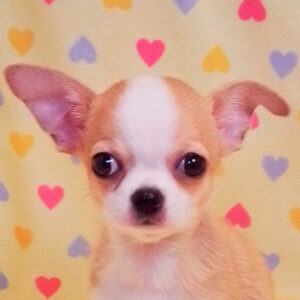 チワワ (スムースコート)