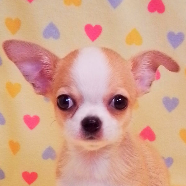 チワワ (スムースコート)