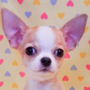 チワワ (スムースコート)