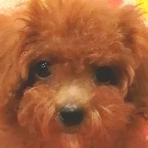 トイ・プードル