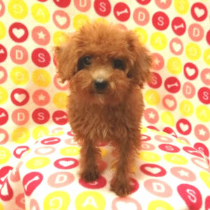 Alternative view of トイ・プードル