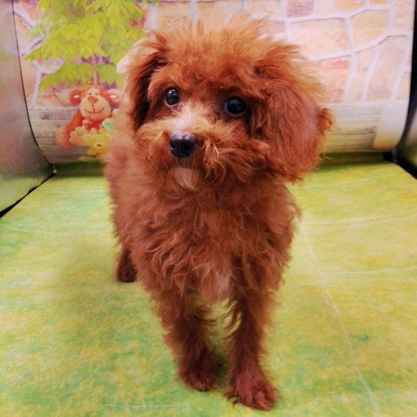 トイ・プードル - 画像 (3)