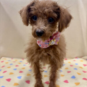 Alternative view of トイ・プードル