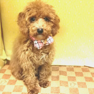 Alternative view of トイ・プードル