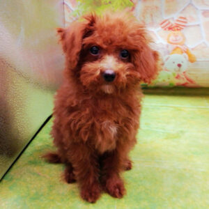 Alternative view of トイ・プードル