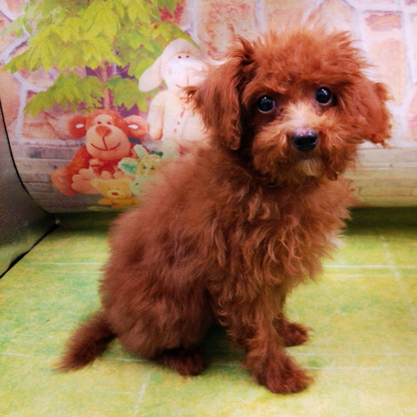 トイ・プードル - 画像 (4)