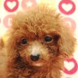 トイ・プードル