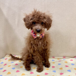 Alternative view of トイ・プードル