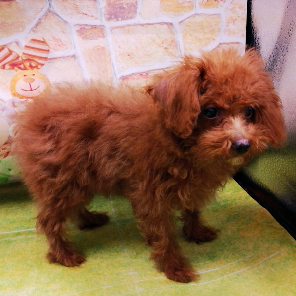 トイ・プードル - 画像 (5)