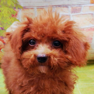 トイ・プードル