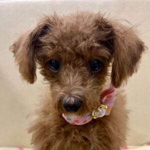 トイ・プードル