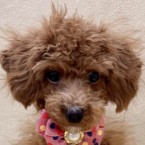 トイ・プードル