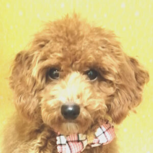 トイ・プードル