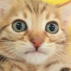 ベンガル
