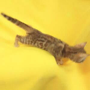 ベンガル - 画像 (4)