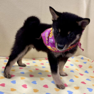 Alternative view of 柴