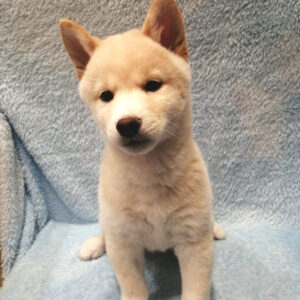 Alternative view of 柴