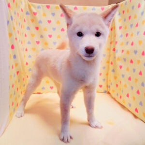 Alternative view of 柴