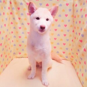 Alternative view of 柴