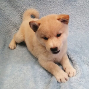 Alternative view of 柴