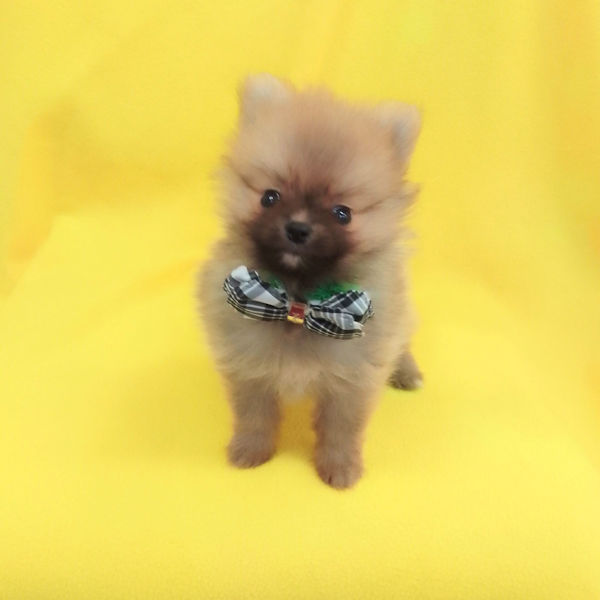 ポメラニアン - 画像 (3)