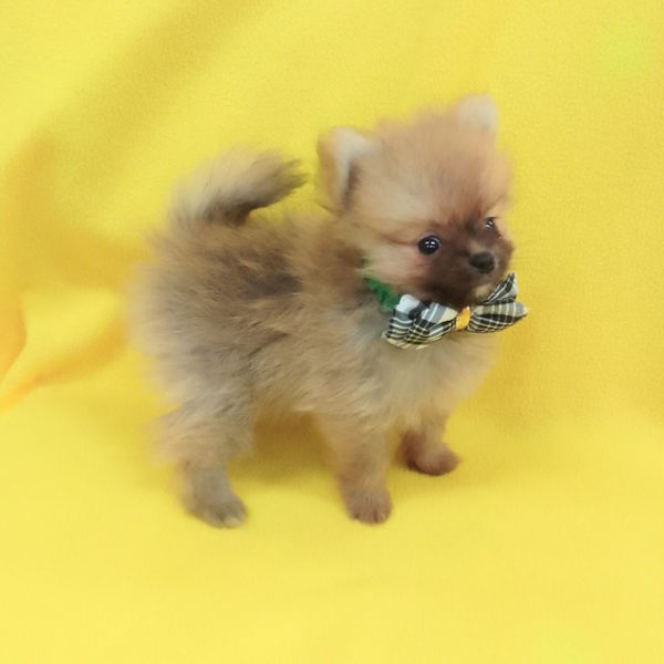 ポメラニアン - 画像 (4)