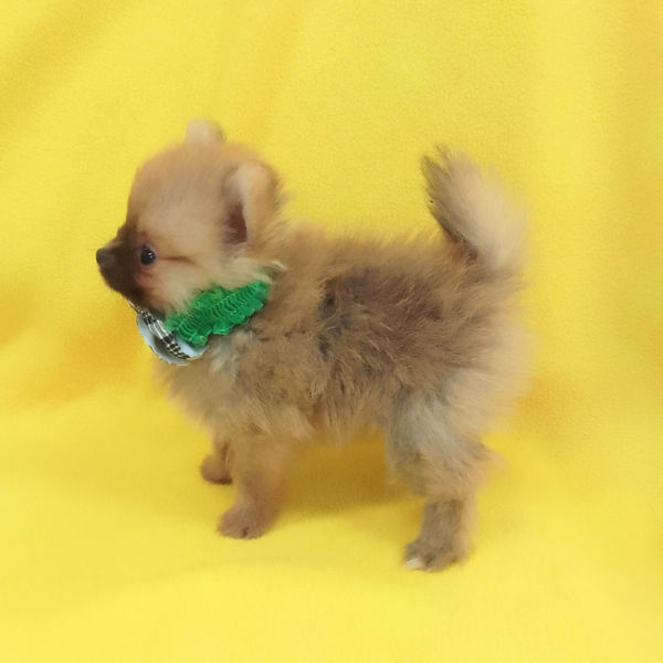 ポメラニアン - 画像 (5)