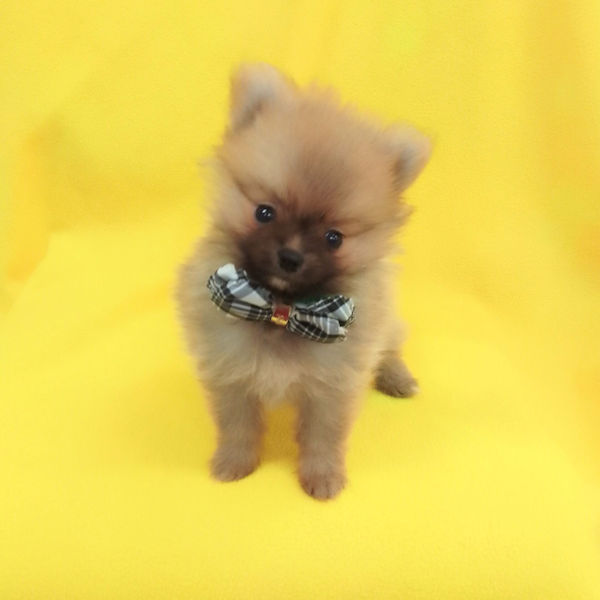 ポメラニアン - 画像 (2)